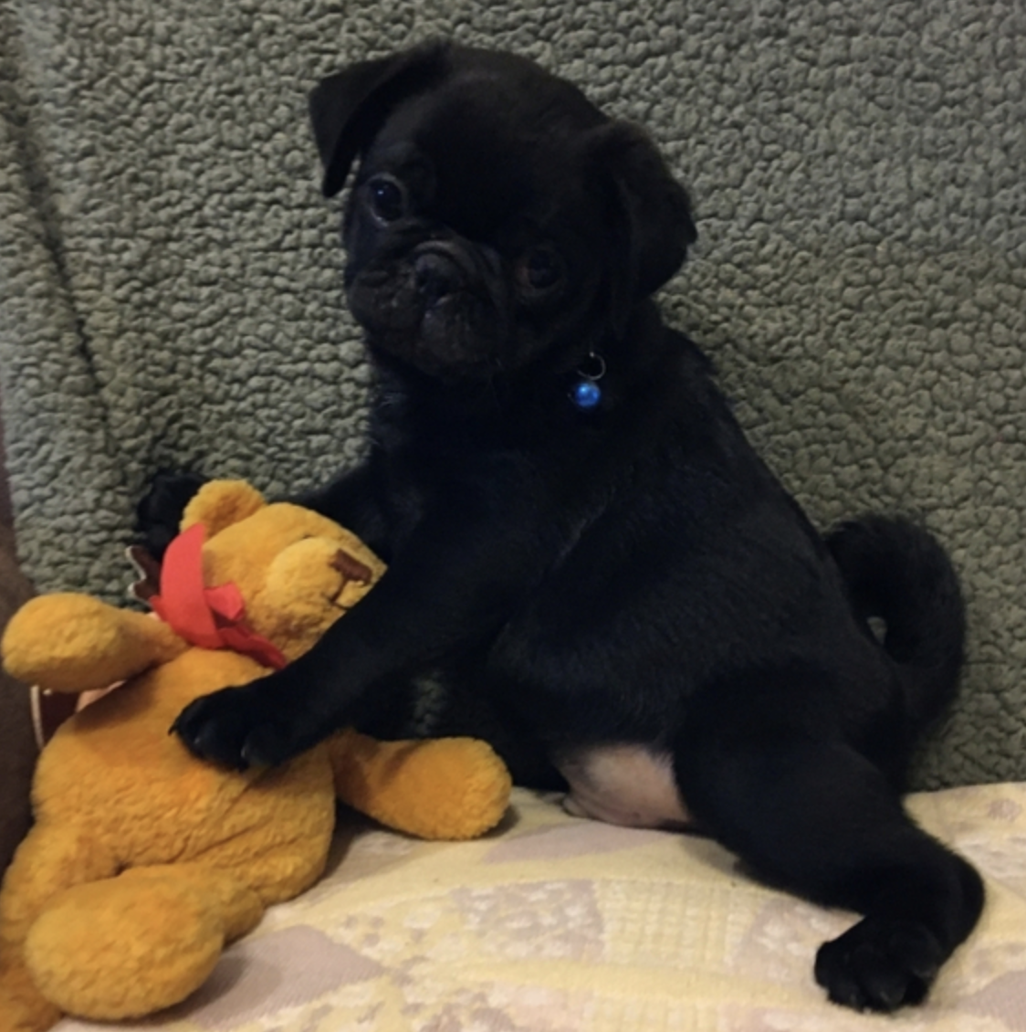 comprar cachorros sanos, baratos y asequibles para la venta